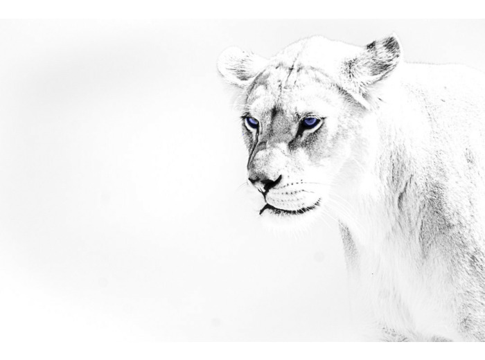 Portrait de lionne