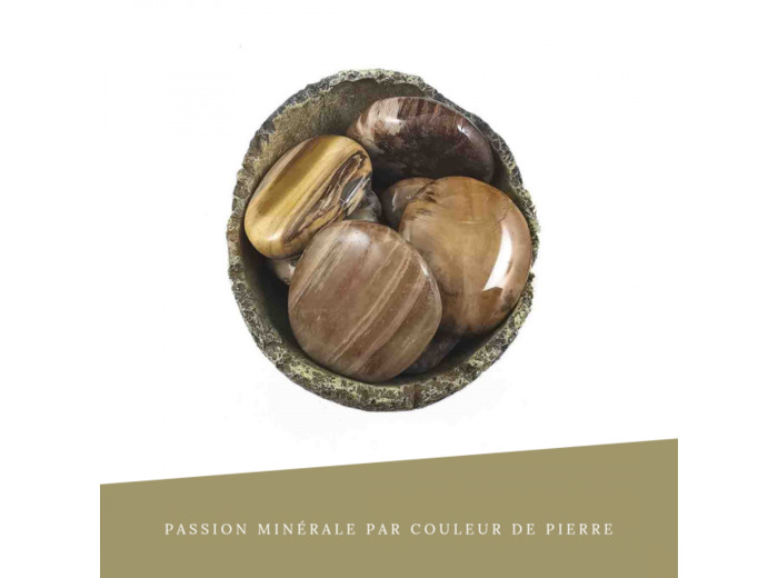 Bois Fossilisé