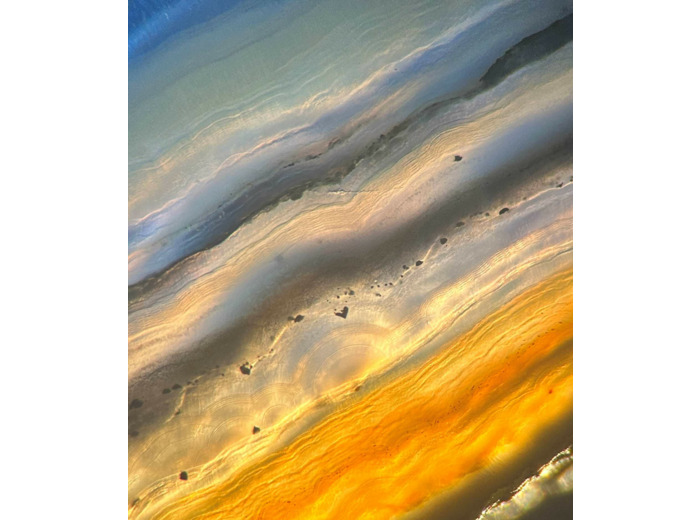 Photomicrographie Laurette SAUVAIN