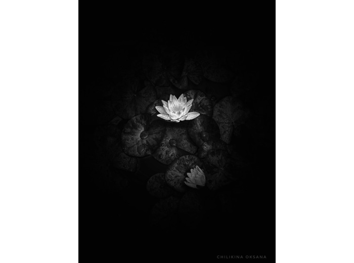 Nénuphar