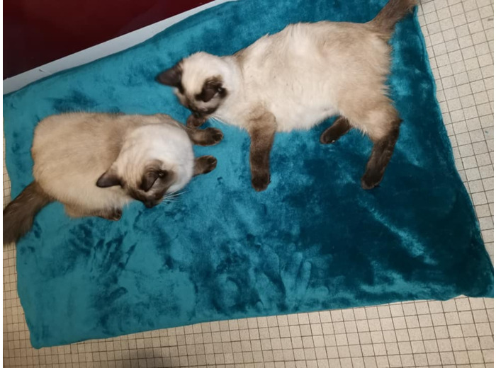 Coussin Animaux