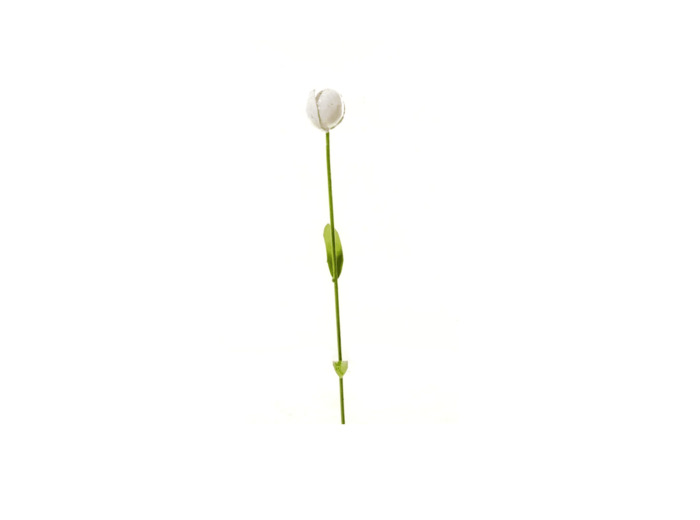 Tulipe blanche