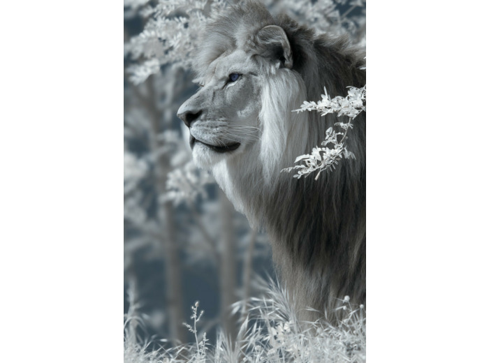 Profil du lion Baz