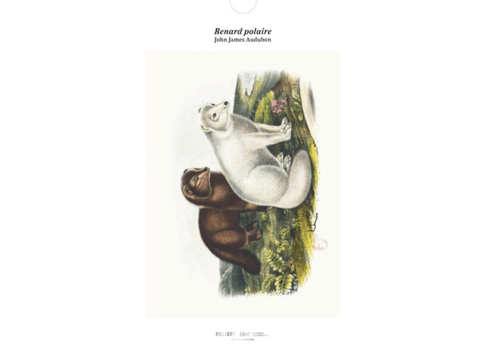 TIRAGE - RENARD POLAIRE - EDITION ILLUSTREE