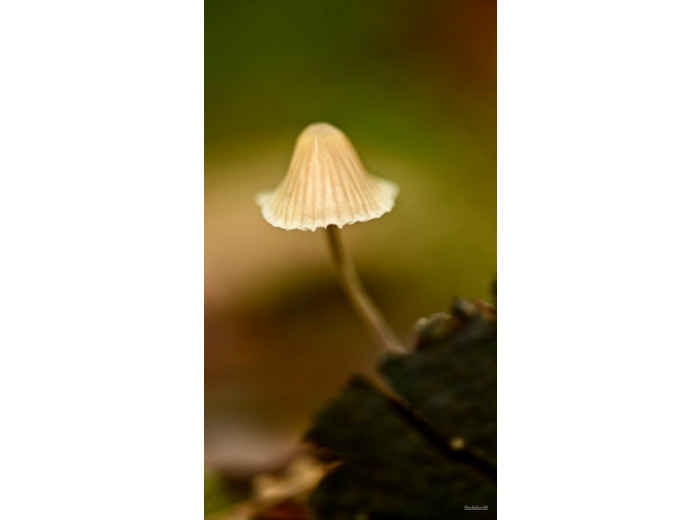 Champignon lumineux
