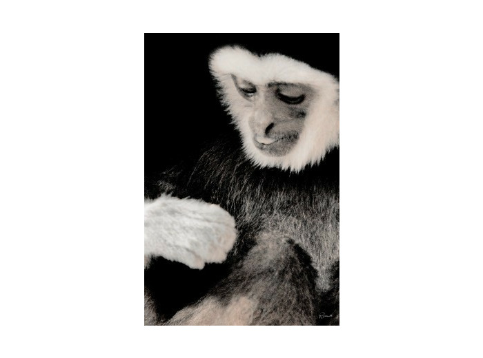 Gibbon 01