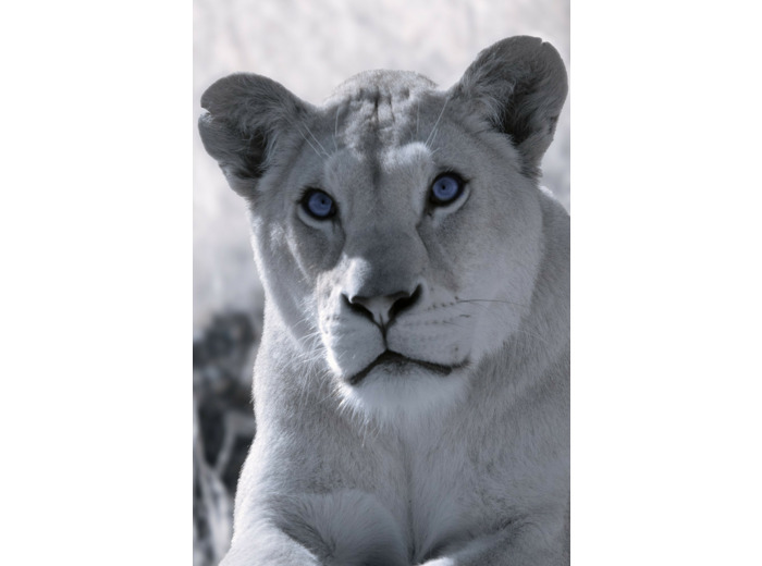 Portrait de lionne