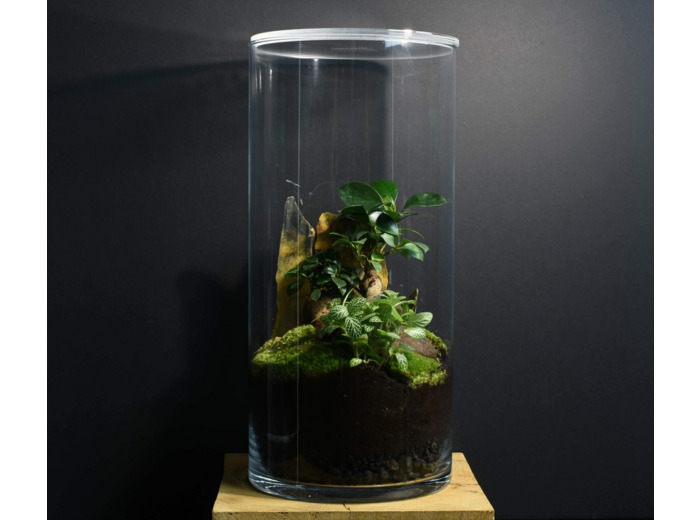 TERRARIUM IWAKI