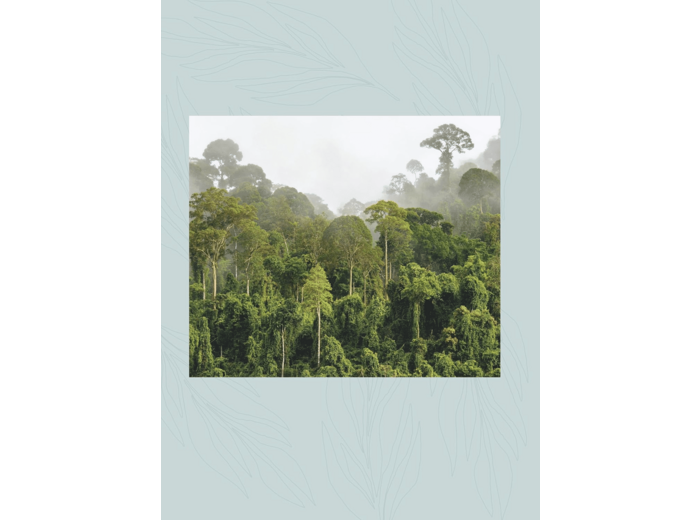 LES FORETS DU MONDE