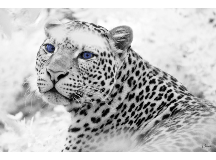 Portrait de guépard