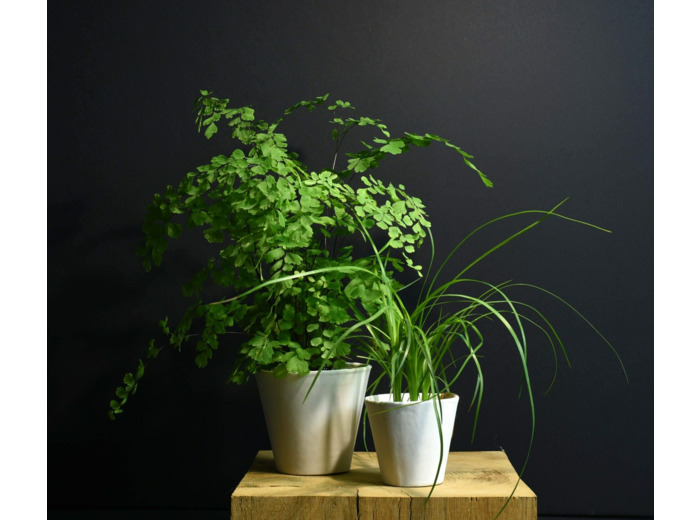 Duo de petits pots blancs en papier imperméabilisé