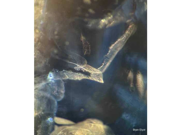 "L'oiseau de givre" par Elyot BLAIN