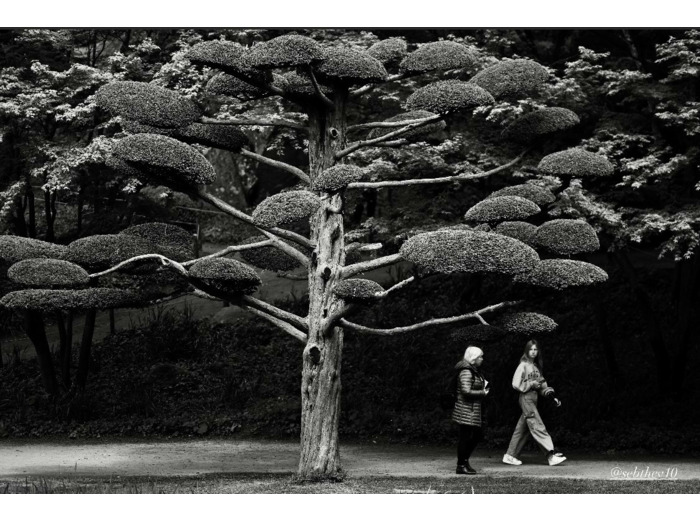L'arbre chapeau