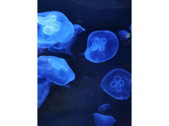 Deep blue