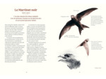 LES OISEAUX DE NOS JARDINS & LEUR VIE SECRETE