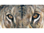 Lionne Masaï Mara