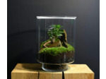 TERRARIUM ORIGINAL #19