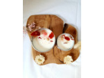 BOUGIE "dessert fruité"