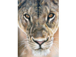Lionne Masaï Mara