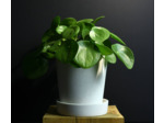 Pots blancs avec soucoupe