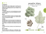 LE PETIT GUIDE DES ARBRES - 70 ESPECES A DECOUVRIR