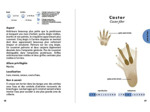 LE PETIT GUIDE DES EMPREINTES ANIMALES - 70 TRACES ET INDICES A OBSERVER