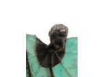 Homme Feuille
