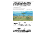 MAMMIFERES D'AFRIQUE - PLUS DE 300 ESPECES ILLUSTREES - NOUVELLE EDITION