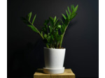 Pots blancs avec soucoupe