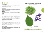LE PETIT GUIDE DES ARBRES - 70 ESPECES A DECOUVRIR