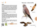 LE PETIT GUIDE DES OISEAUX - 70 ESPECES A DECOUVRIR