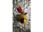 Porte Photo Miniatue Girafe