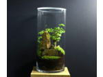 TERRARIUM YOKO