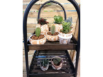 Cache-pot à succulente - bas