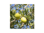 Huile d’Argan cosmétique 100% naturelle et bio, sans aucun additif