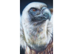 Vautour fauve