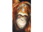 Orang-outan