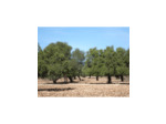 Huile d’Argan cosmétique 100% naturelle et bio, sans aucun additif