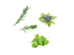 Huile essentielle ZEDOCRINE