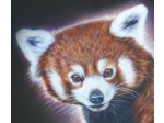 Panda roux