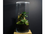 TERRARIUM IWAKI