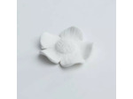 Fleur à parfumer