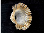 Tulipe bord or