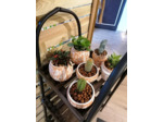 Cache-pot à succulente - haut