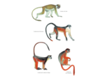 MAMMIFERES D'AFRIQUE - PLUS DE 300 ESPECES ILLUSTREES - NOUVELLE EDITION