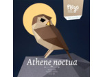Chevêche d'Athena