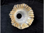 Tulipe bord or