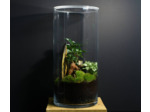 TERRARIUM IWAKI