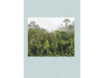 LES FORETS DU MONDE