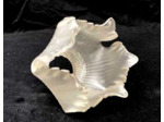 Tulipe feuille de vigne basse